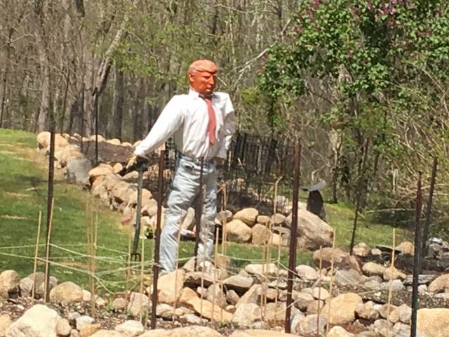 Трамп в огороде 