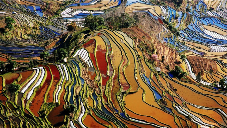 7. Рисовые поля, Юаньян, Китай