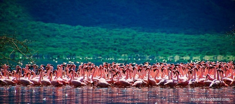 Где живет больше всего розовых фламинго