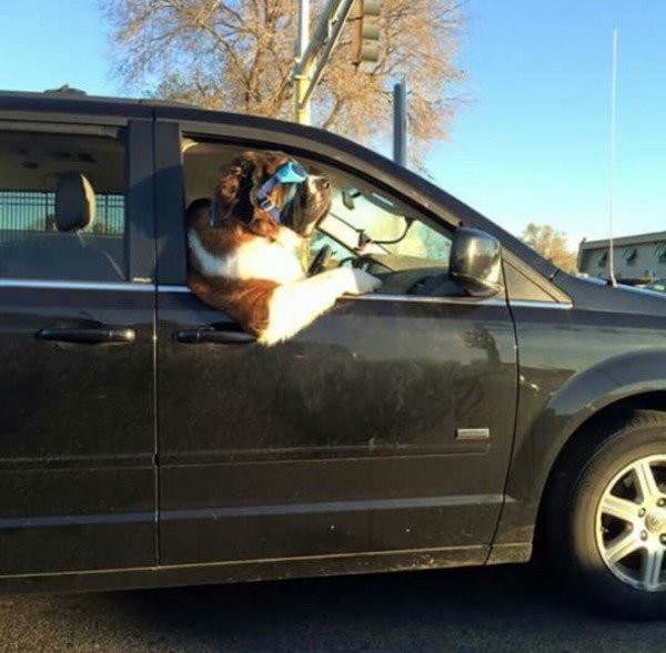 Собака на переднем кресле автомобиля 