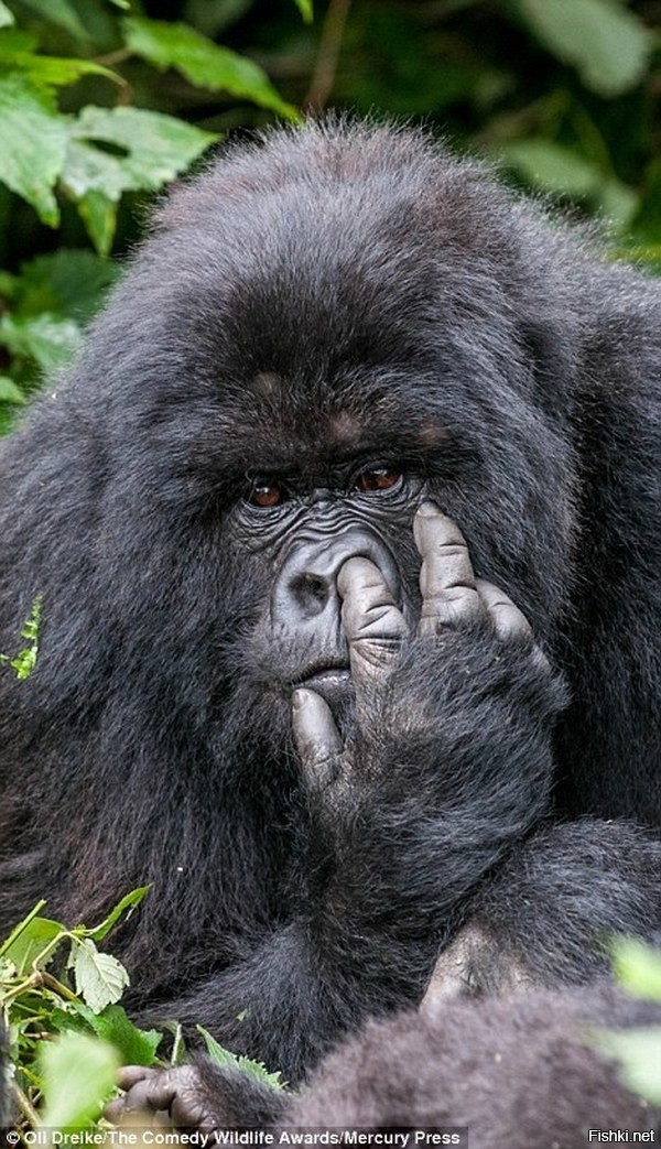 -Почему у гориллы такие большие ноздри