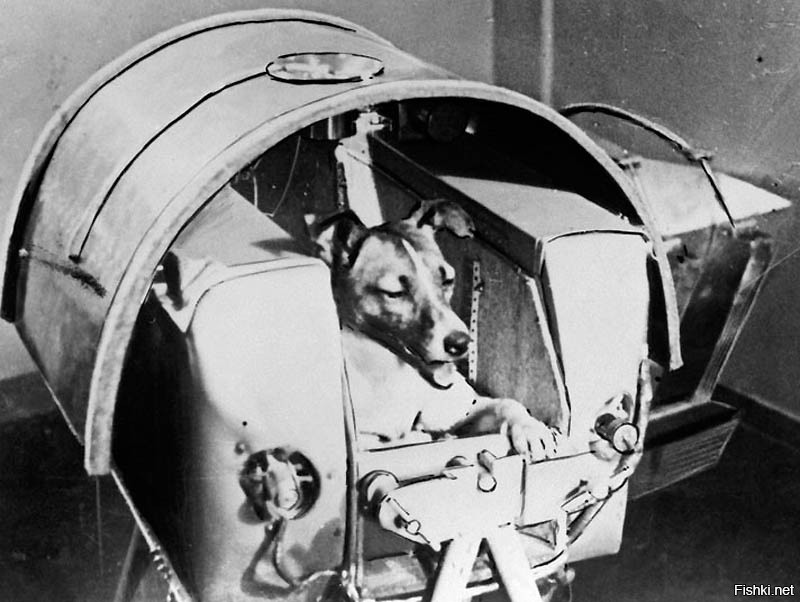 Собаку Лайку отправили в космос, заранее зная, что она погибнет