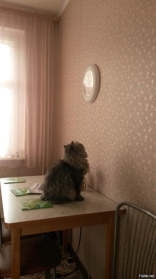 повесил часы на кухне,кот весь день изучал,теперь знает точно который час