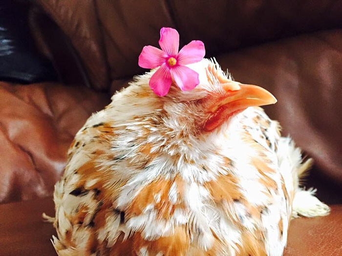 Курица, рожденная без глаз, подружилась со всеми животными на ферме 