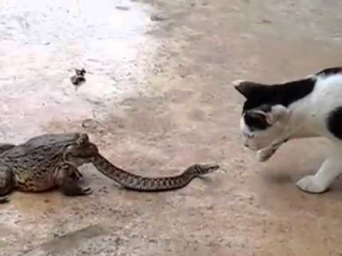 Cat vs Snake vs Frog 