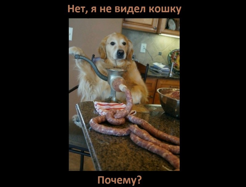 Вы видели кошку?