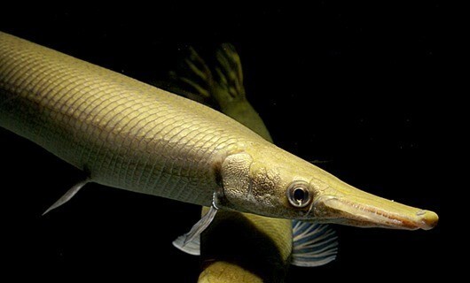 Относящийся ещё к Каменноугольному периоду Палеозойской эры, кубинский панцирник (Atractosteus tristoechus) — это рыба, которая обитает только в водах Кубы и больше нигде в мире.