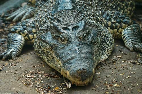 Также Куба является единственным местом на планете где можно увидеть кубинского крокодила, невероятно страшную рептилию, находящуюся на грани исчезновения. По словам некоторых экспертов, кубинский крокодил является самым агрессивным крокодилом в мире