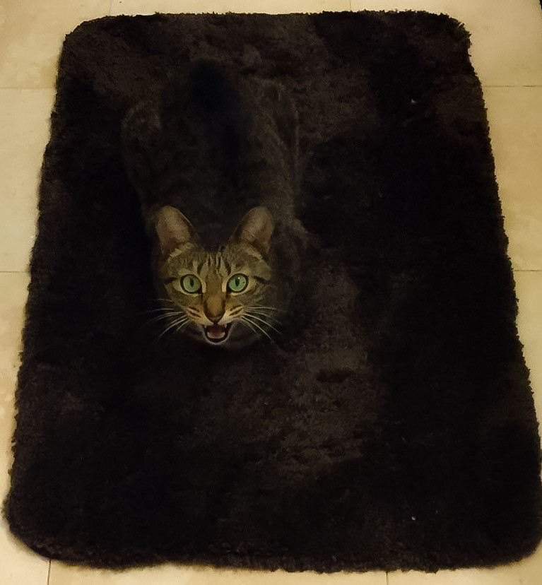 Кот, сливающийся с ковриком 