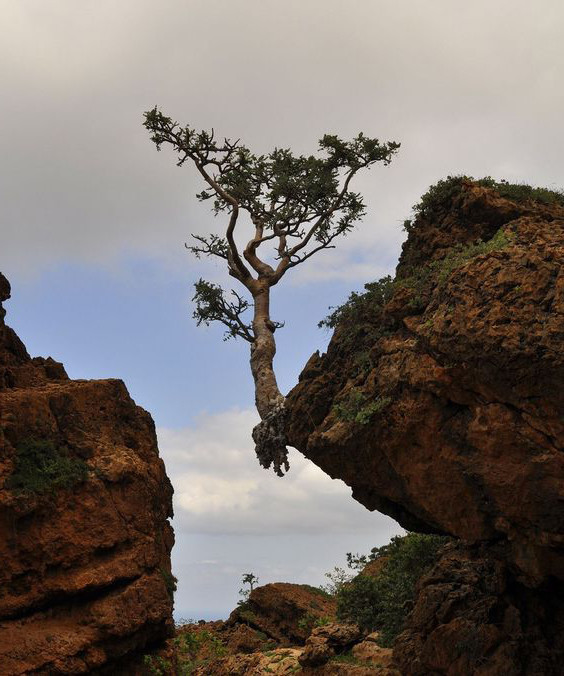 Дерево на краю скалы