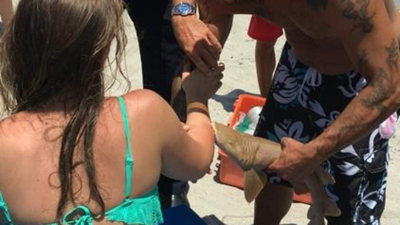 Детеныш акулы погиб из-за человеческого любопытства 