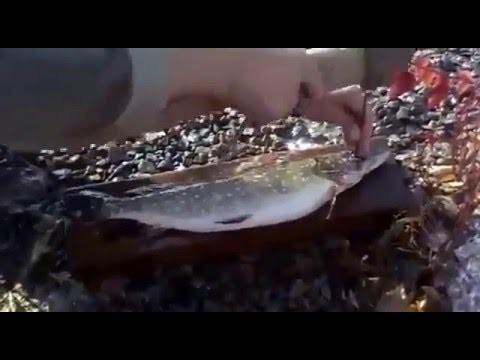 Как быстро и легко почистить рыбу? 