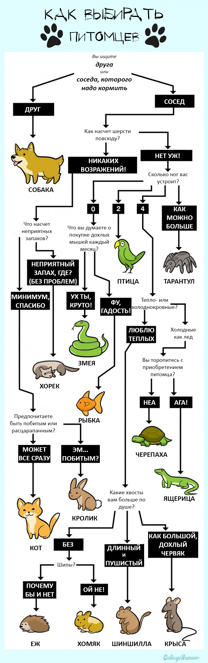 Как выбирать питомцев?