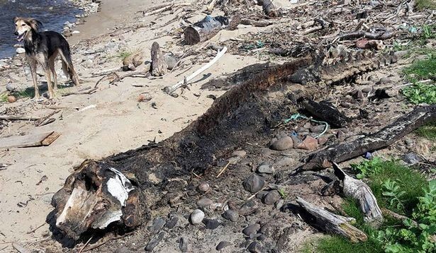 Истлевшие останки загадочного морского монстра шокировали любителей пляжного отдыха