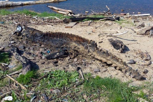 Истлевшие останки загадочного морского монстра шокировали любителей пляжного отдыха