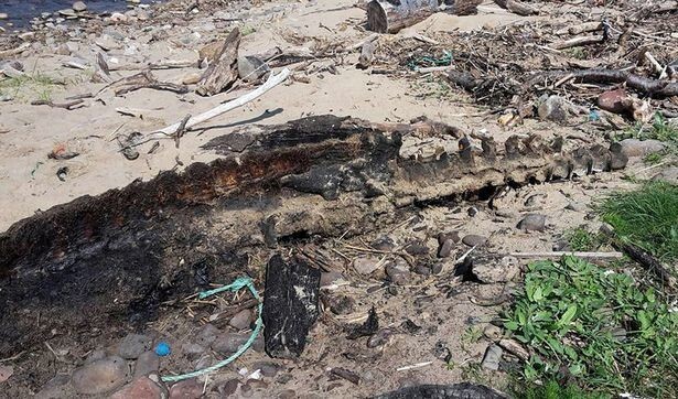Истлевшие останки загадочного морского монстра шокировали любителей пляжного отдыха