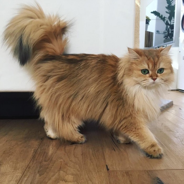 Кошка с идеально пушистым хвостом