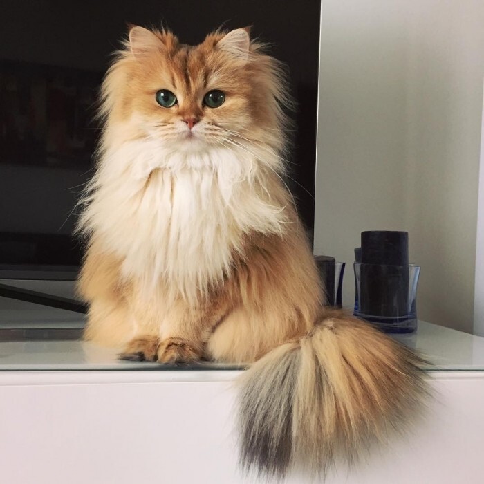 Кошка с идеально пушистым хвостом