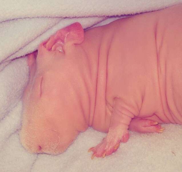  Милейший и совершенно голый Людвик — самая популярная морская свинка в Instagram*