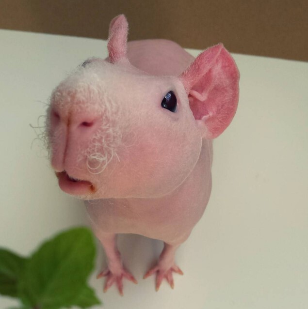  Милейший и совершенно голый Людвик — самая популярная морская свинка в Instagram
