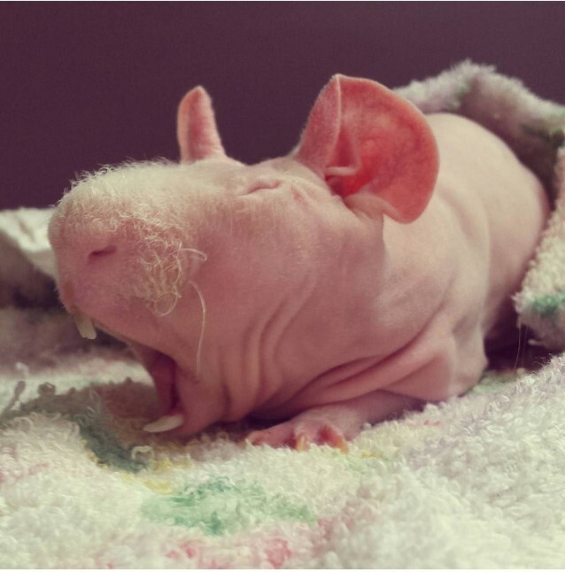  Милейший и совершенно голый Людвик — самая популярная морская свинка в Instagram*