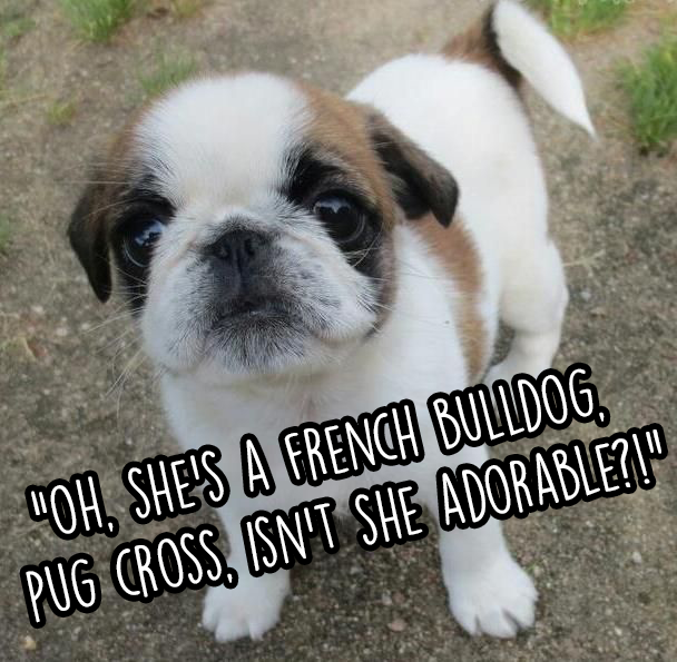 6. Когда кто-нибудь спрашивает, какой породы ваша собака: "Ой, это французский бульдог, помесь с мопсом! Правда, милый?"