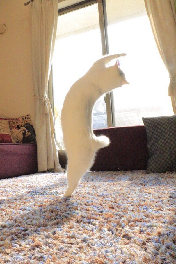 Эта кошка танцует так, будто никто ее не видит