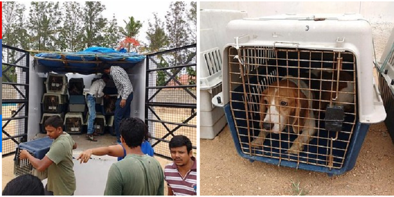 16 мая 42 щенков бигля выпустили из лаборатории, проводящей тестирования на животных в Бенгалуру.