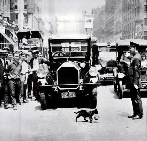 Движение на Нью-Йоркской улице остановлено из-за кошки с котенком. 