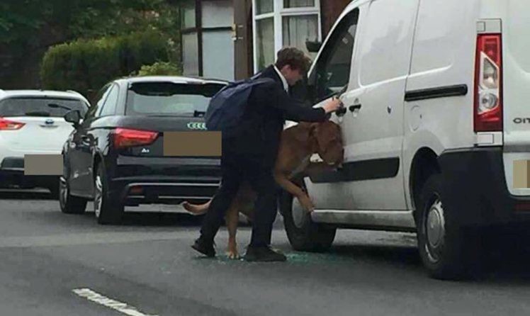 Британский школьник спас собаку от удушения на собственном поводке
