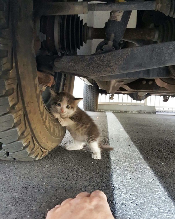 "Мама убежала...бросила котенка", - рассказывает пользователь JustAnotherGoodGuy, который и выложил эту историю на Reddit 