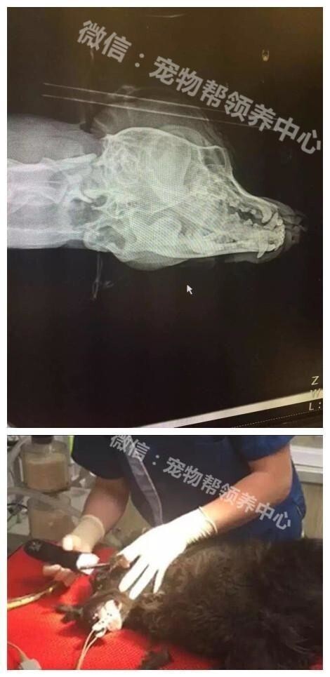 Ветеринары спасли жизнь собаке с арбалетной стрелой в голове