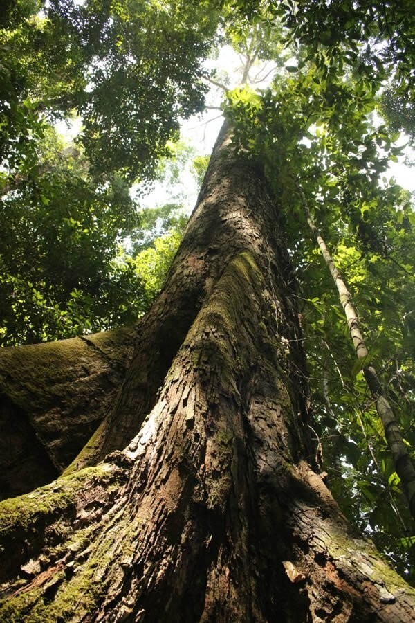  10. Самое высокое тропическое дерево в мире (Малайзия)