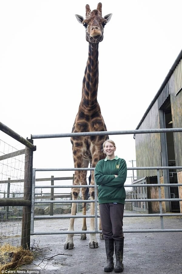 6. Самый высокий в мире жираф (в неволе)