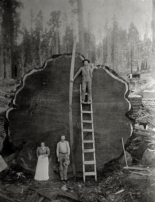 2. 1892г. Лесорубы в Калифорнии позируют у спиленной секвойи 
