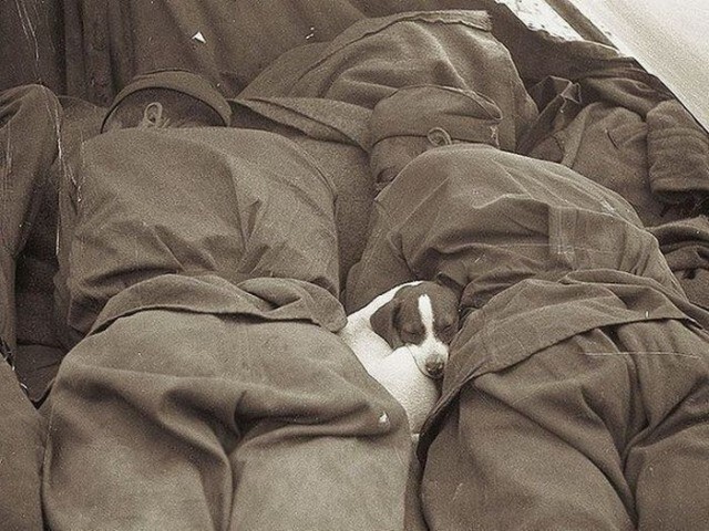 24. Русские солдаты спят с щенком. Прага, 1945 год. 