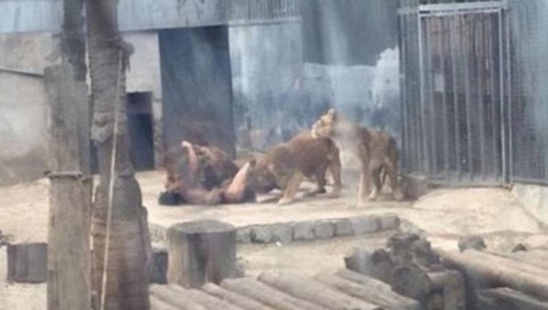 Голый мужчина забрался в вольер львов в зоопарке Сантьяго