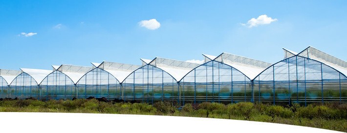 В Липецкой области строят тепличный комплекс за 12 млрд рублей
