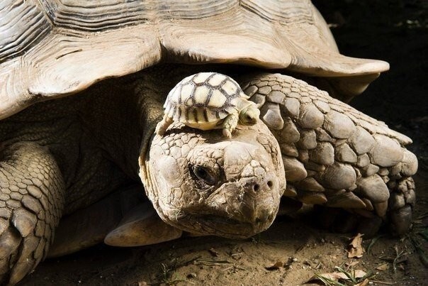 Заблуждение 2. Все черепахи живут до ста лет и больше