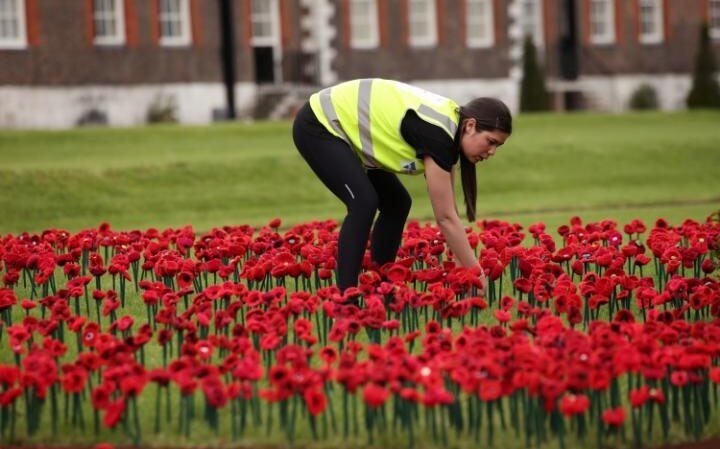 Посетители цветочного шоу в Челси могут полюбоваться более 300 000 вязаных маков