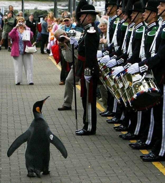 11. В Норвегии есть королевский пингвин, посвященный в рыцари