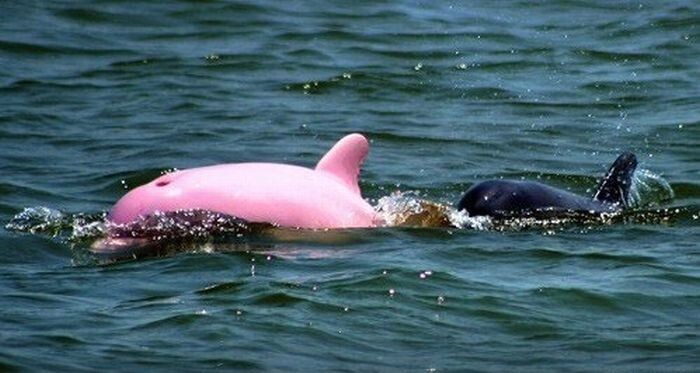 7. В природе встречаются розовые дельфины