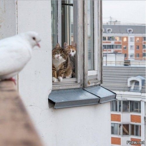 Два кота - психолога отговаривают голубя от суицида