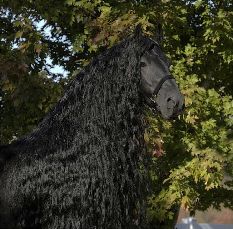 Фредерик Великий — самый красивый конь в мире, чья роскошная грива сводит людей с ума 