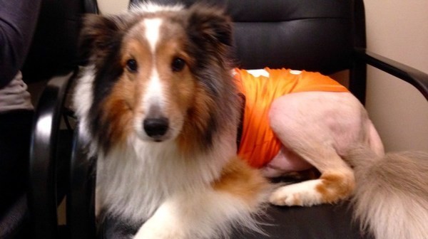 В США ветеринар-стажер спас собаку за минуту до усыпления