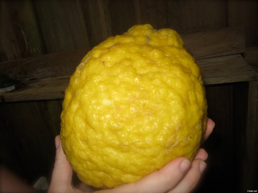 В 1950-х годах советский селекционер Лапин вывел особо крупноплодный сорт лимона