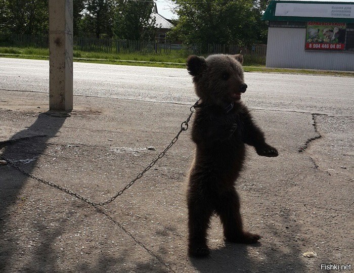 Пользователи соцсетей опубликовали пост с фотографиями медвежонка, которого в...