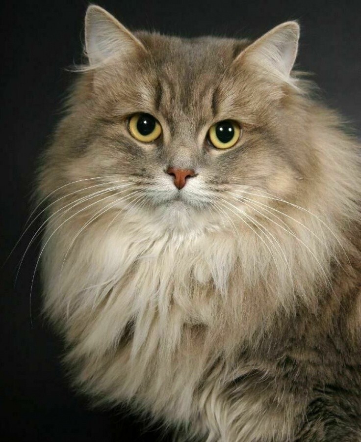 1. Сибирская кошка 