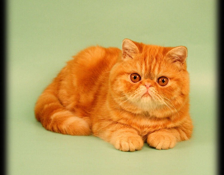 5. Экзотическая короткошерстная кошка