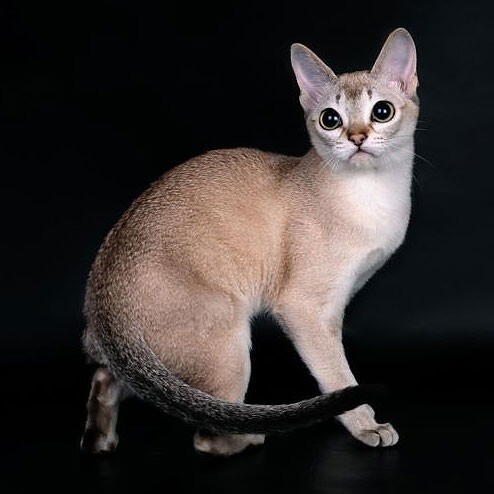 16. Сингапурская кошка